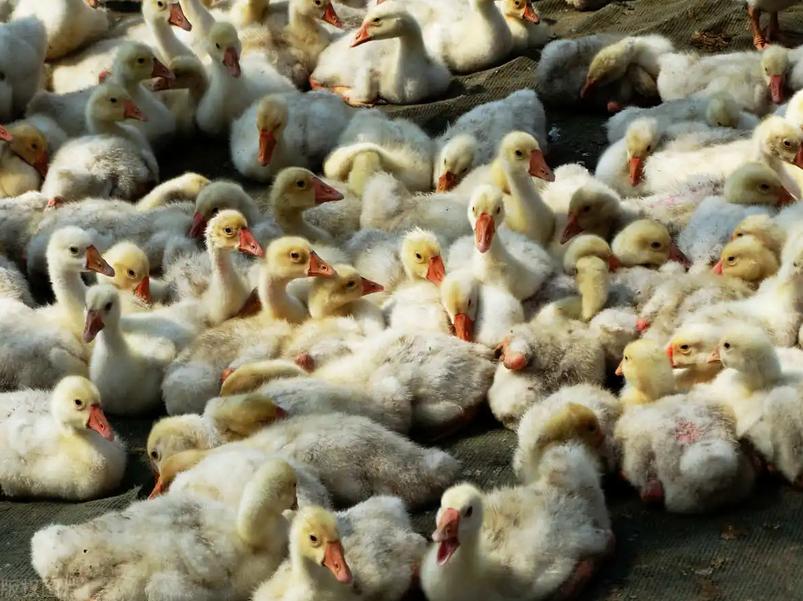 幼鹅咳嗽喉咙响用什么药,鹅流鼻涕咳嗽怎么办