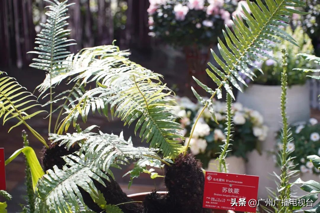 2023年全国兰花展预告,世界上最好看的兰花展