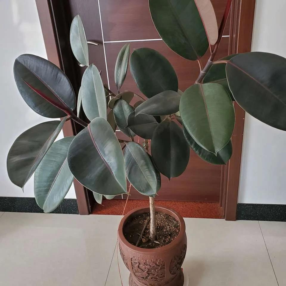 装修完房子养什么花可以去除甲醛,新房什么花吸甲醛最好最快