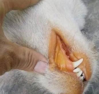 治黄疸的药茵栀黄,狗狗黄疸吃什么药退黄最快