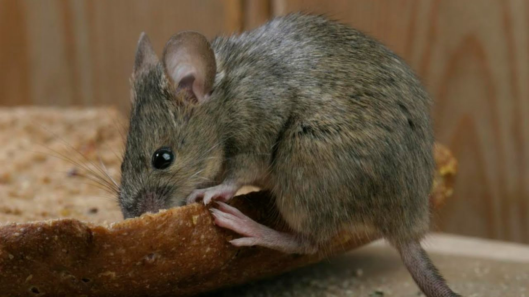老鼠的报复性有多强,老鼠为什么会遇到威胁咬死同类
