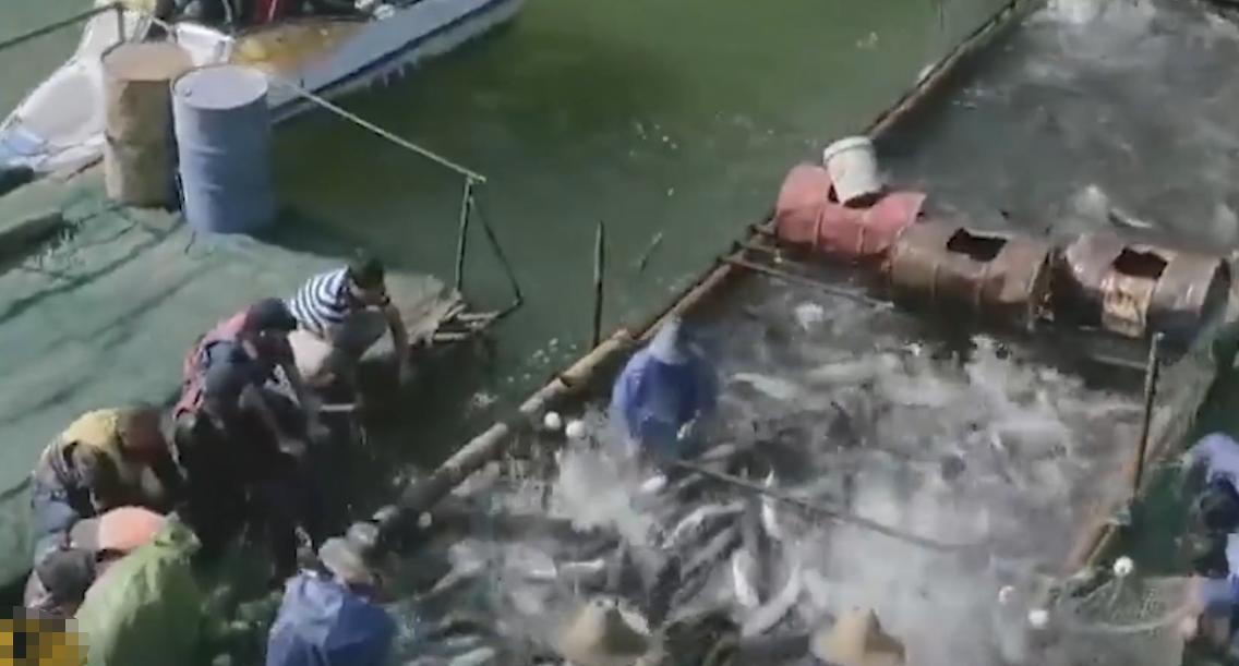 万尾鱼苗离奇失踪,鱼苗死亡鱼苗老板有责任吗