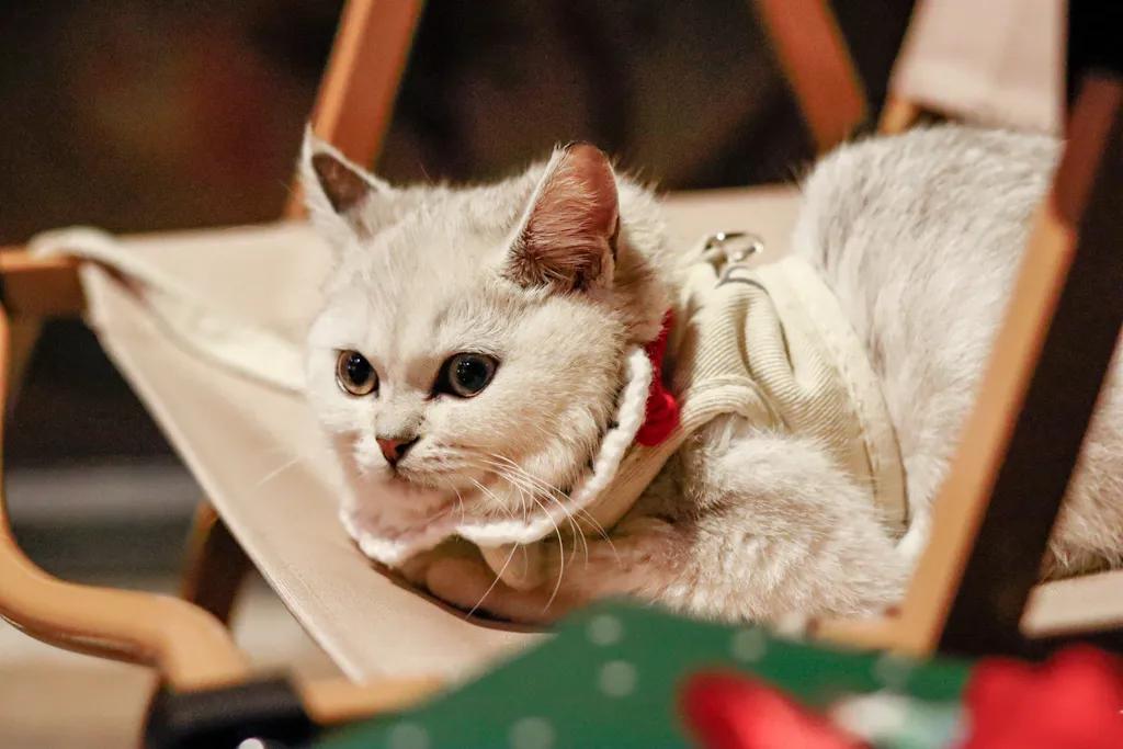 养宠物的利与弊观点,养宠物是弊大于利