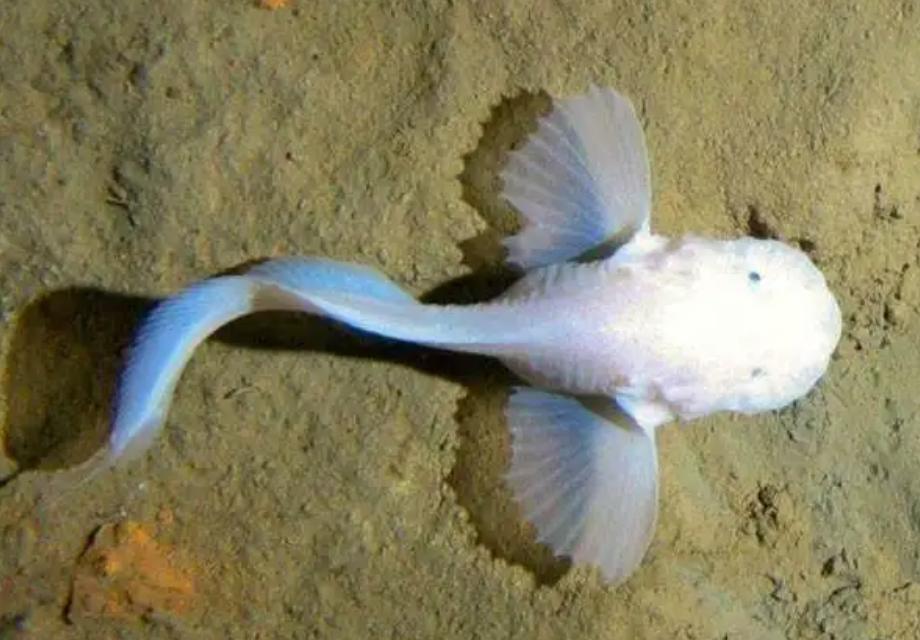 马里亚纳海沟底下的水有多少度,马里亚纳海沟最深处有海水吗