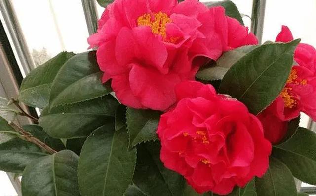 克瑞墨大牡丹花期,克瑞墨雪中开花