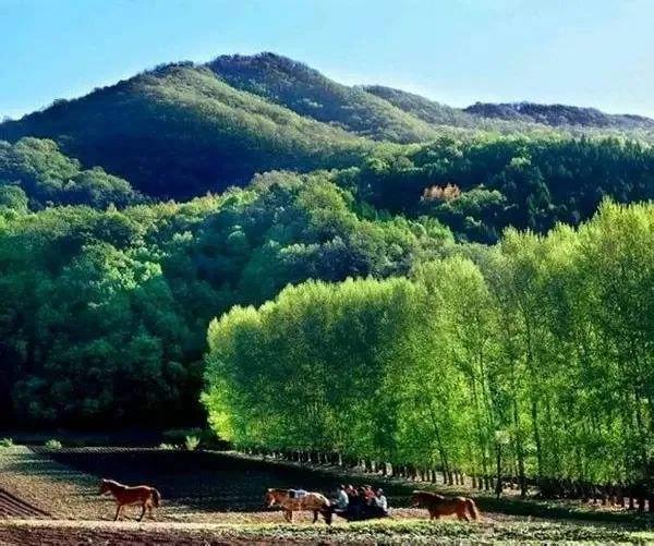 刨药材的视频,刨药材视频