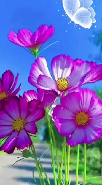 蓝天与花朵唯美图片,唯美阳光花朵图片