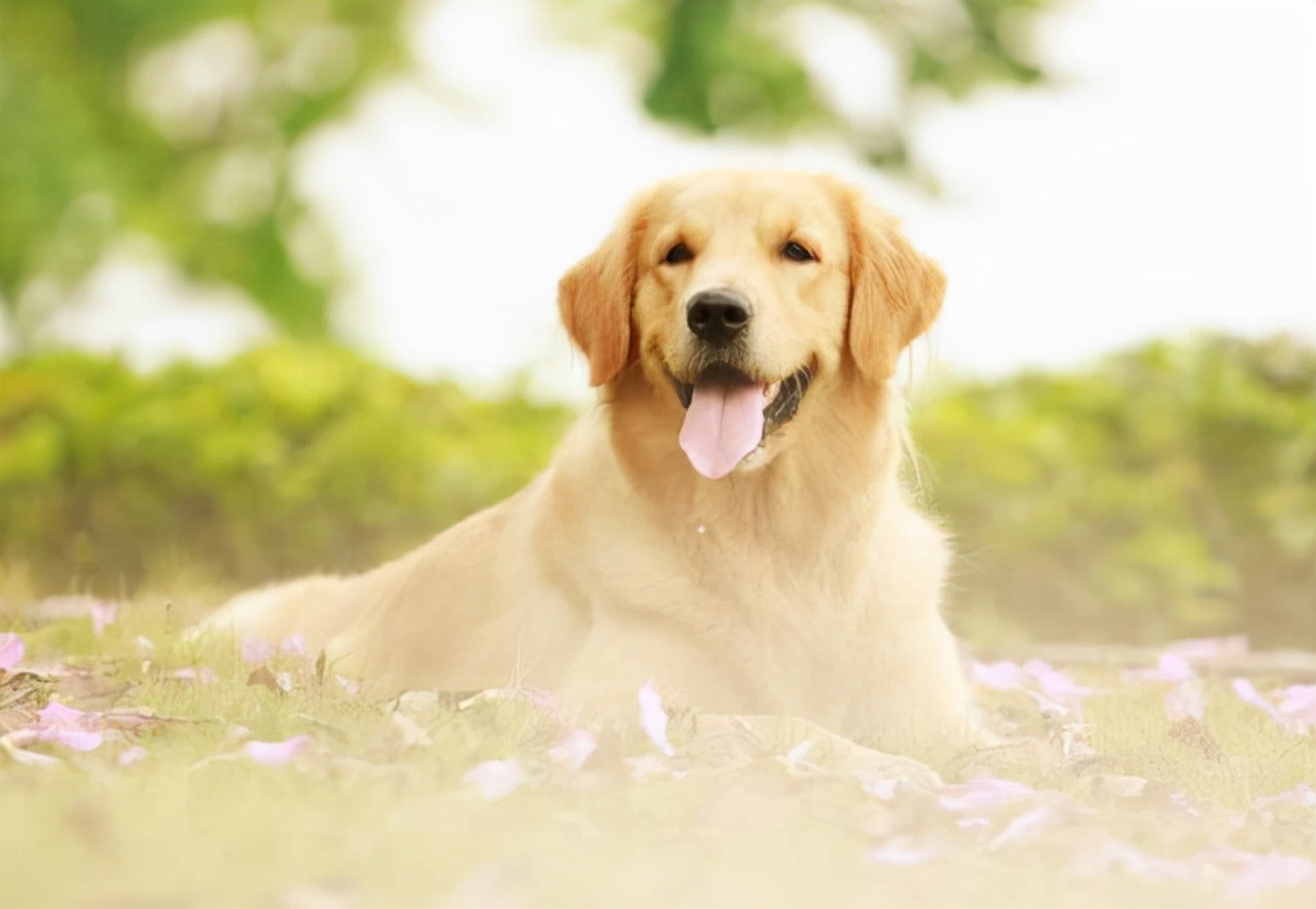 狗狗吃了草之后呕吐是什么原因,狗狗频繁吃草呕吐是什么原因