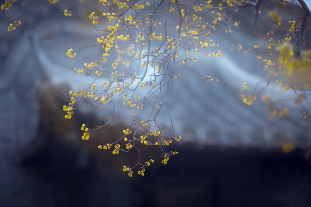 女人夜晚孤独寂寞的诗词,100句寂寞诗词总有一句触动你