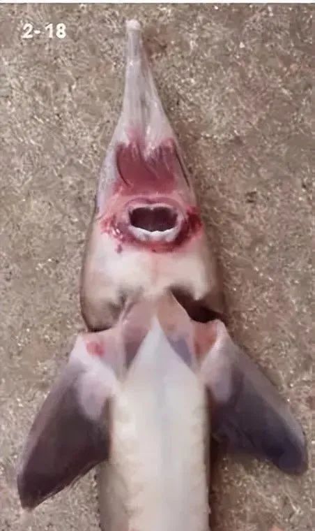 鱼类败血症病原,鱼类细菌性败血症