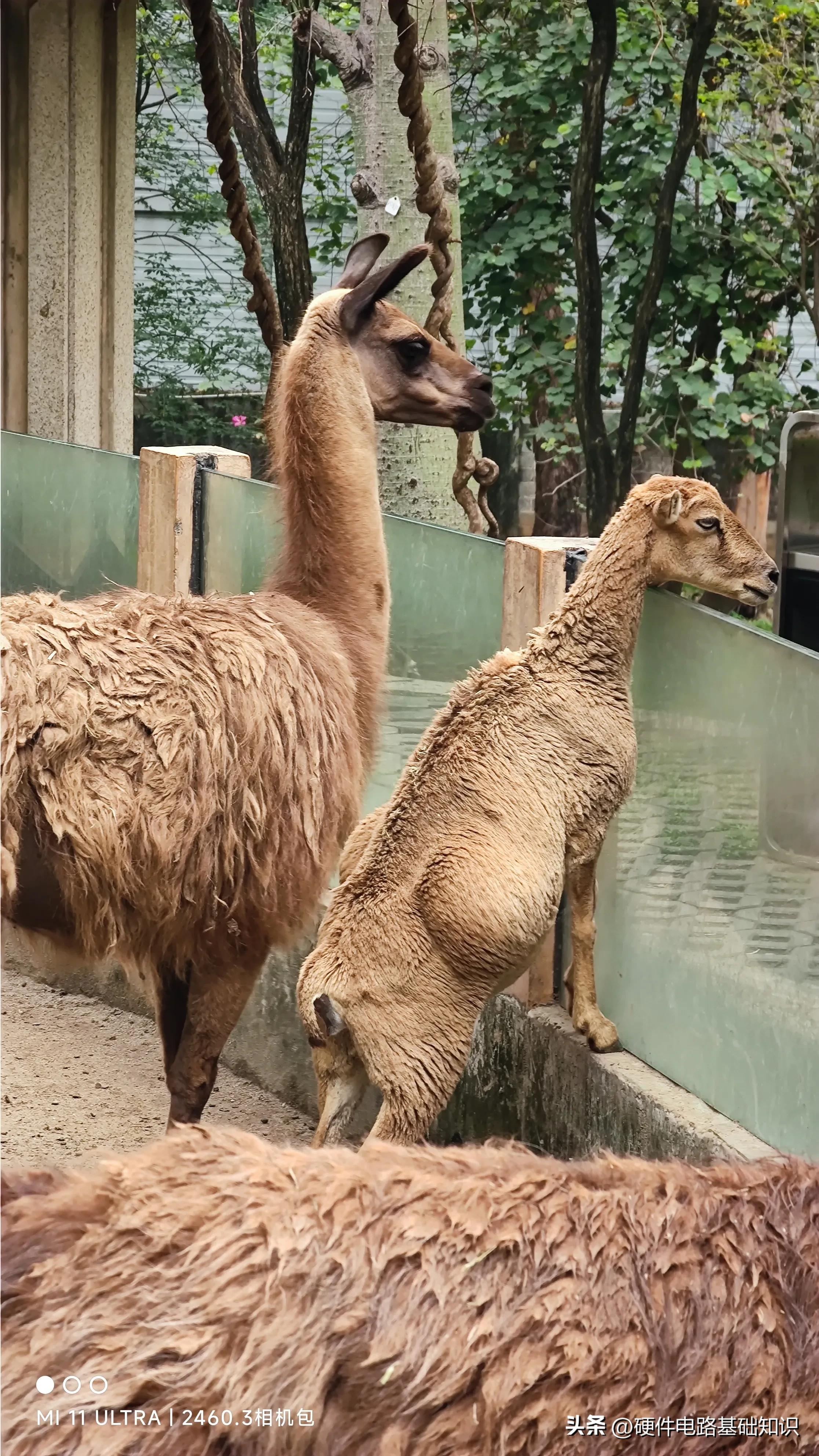 五一广州动物园人挤人的一天,广州动物园有序开放