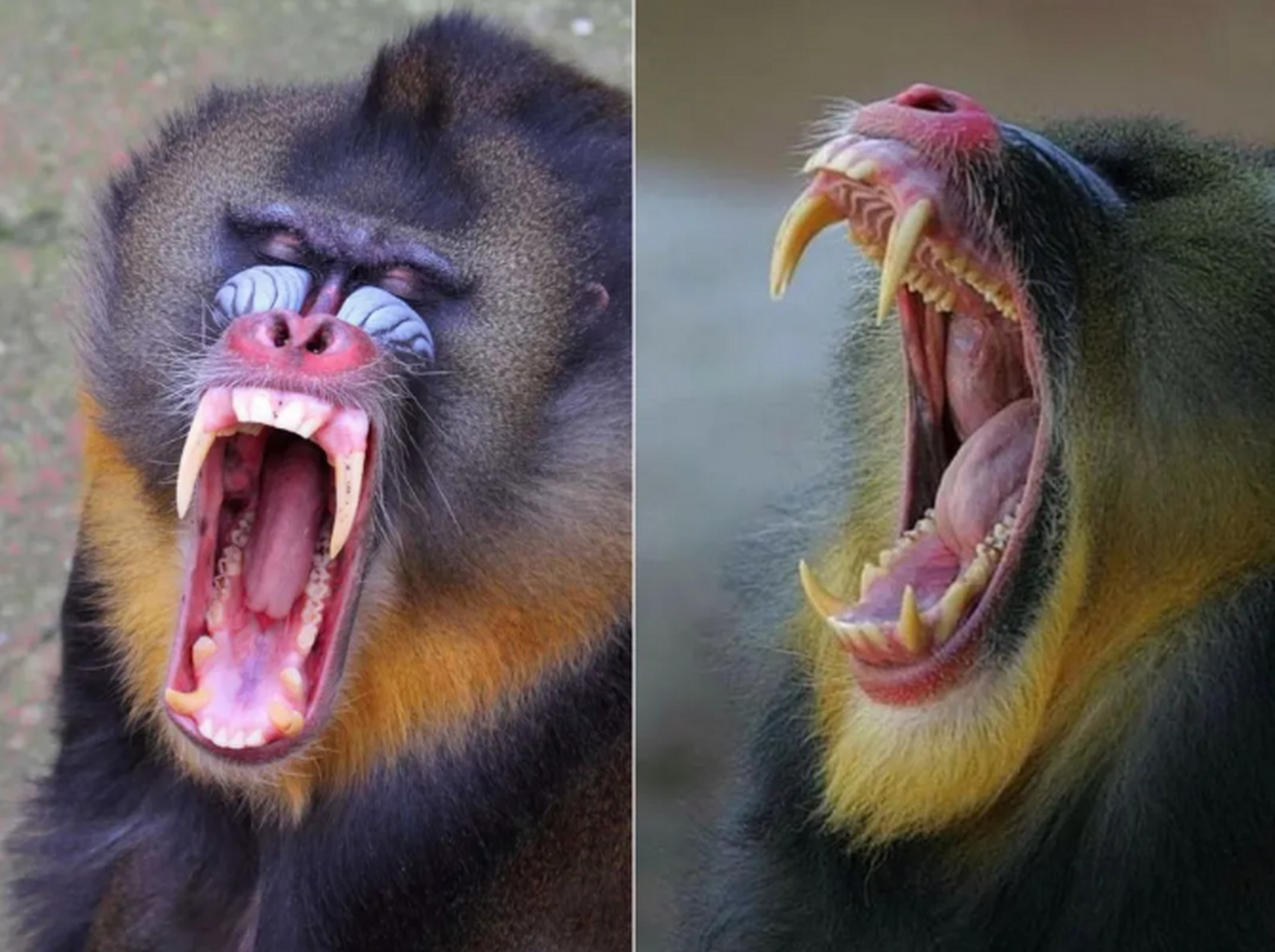 山魈是哪一类猴子,传说中的山魈到底是什么