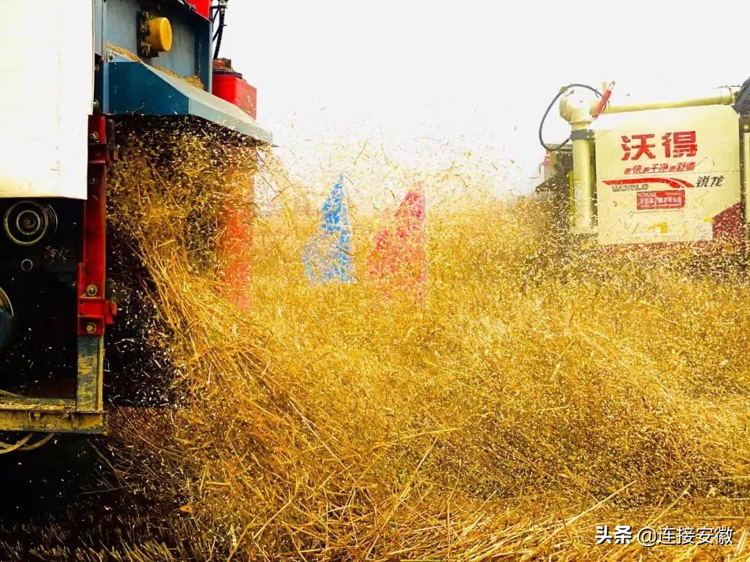 粮食怎么办,怎么解决粮食问题