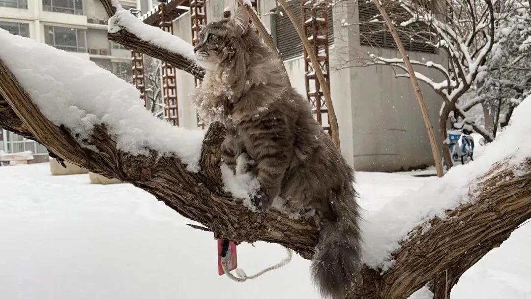 北约制裁俄罗斯的猫是什么意思,俄罗斯猫咪被制裁后的现状