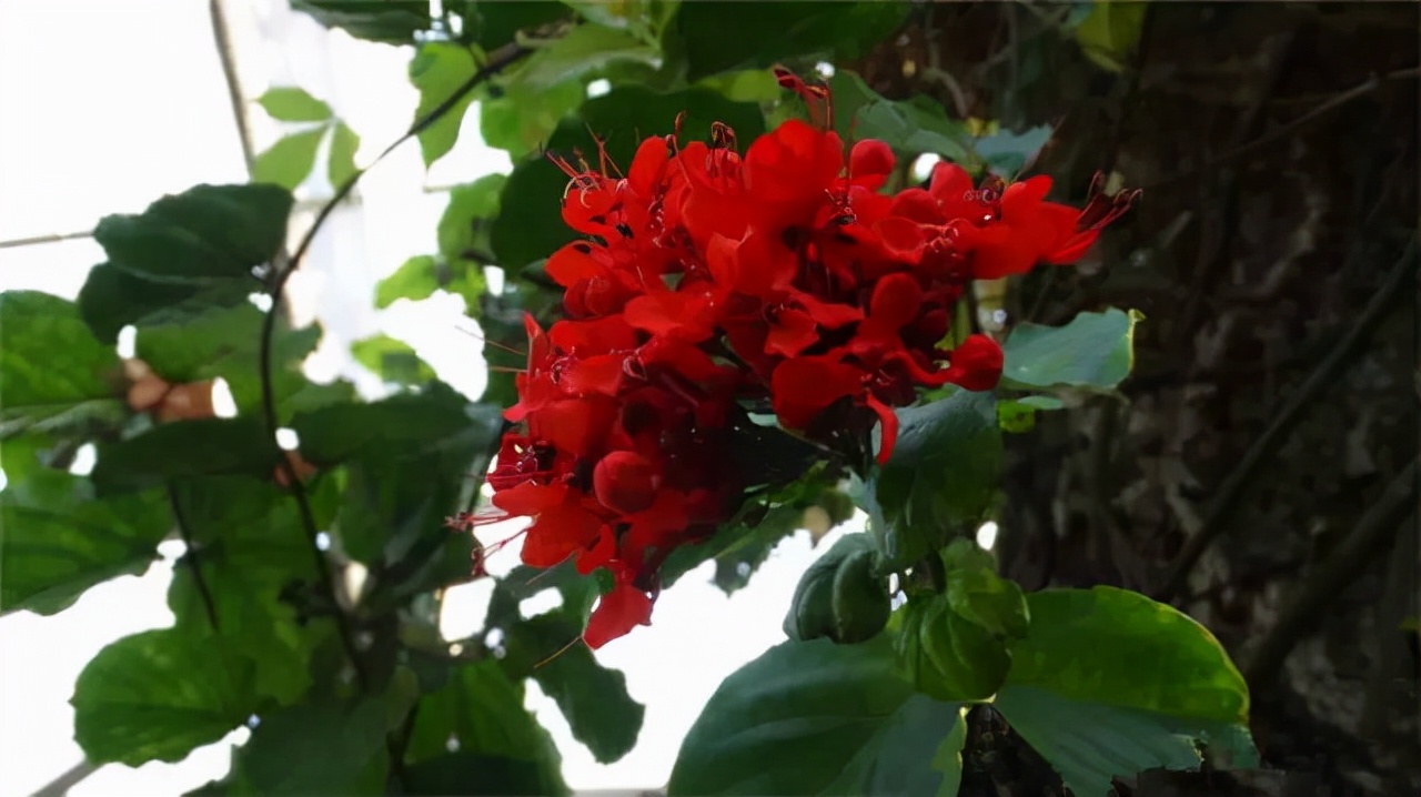 公园路边植物图片,路边的小植物有哪些