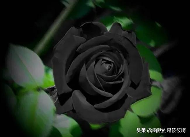 不同颜色玫瑰花的花语是什么意思,不同颜色玫瑰花在一起表示什么