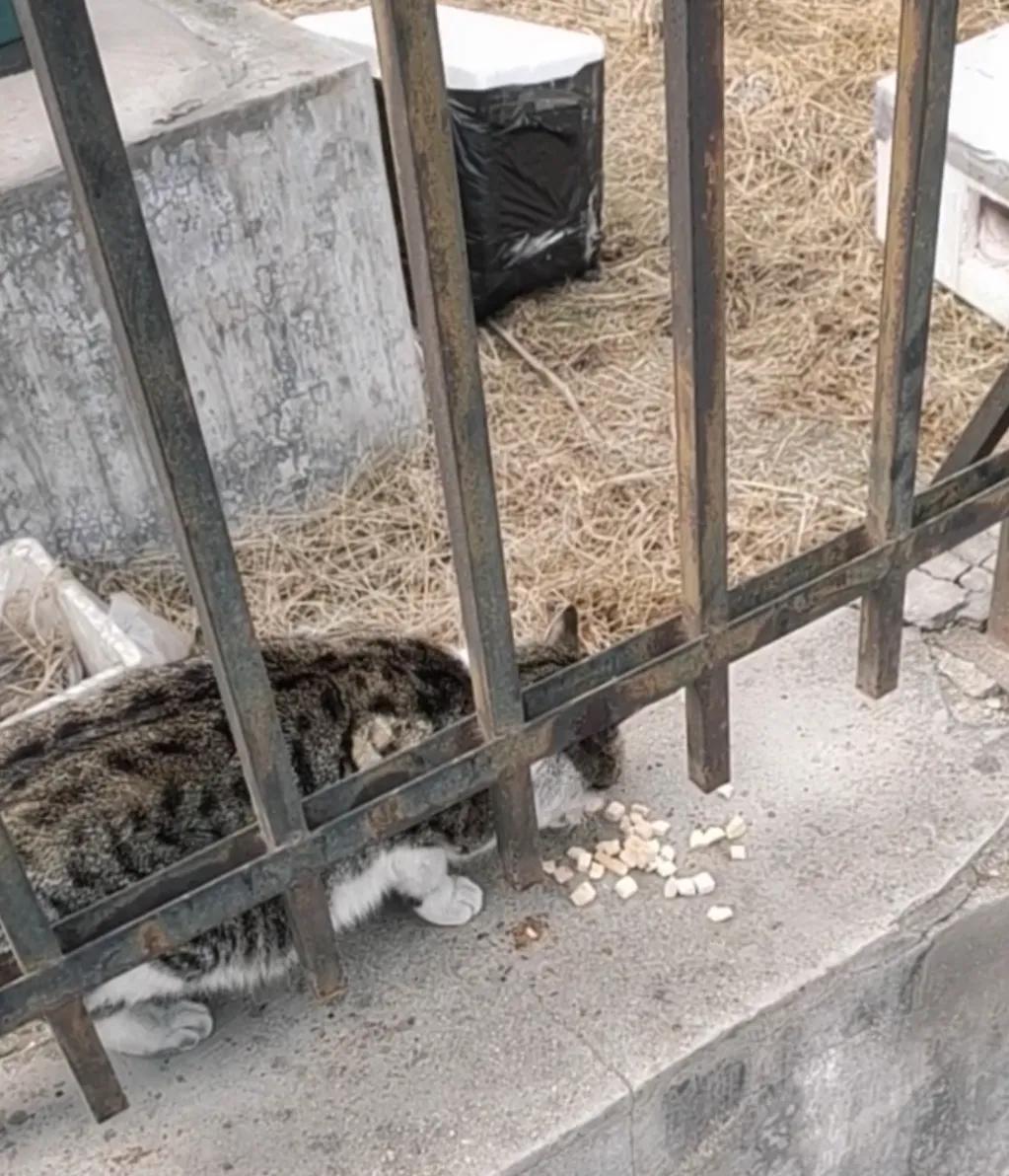 流浪猫度过严寒,流浪猫狗最难熬的日子