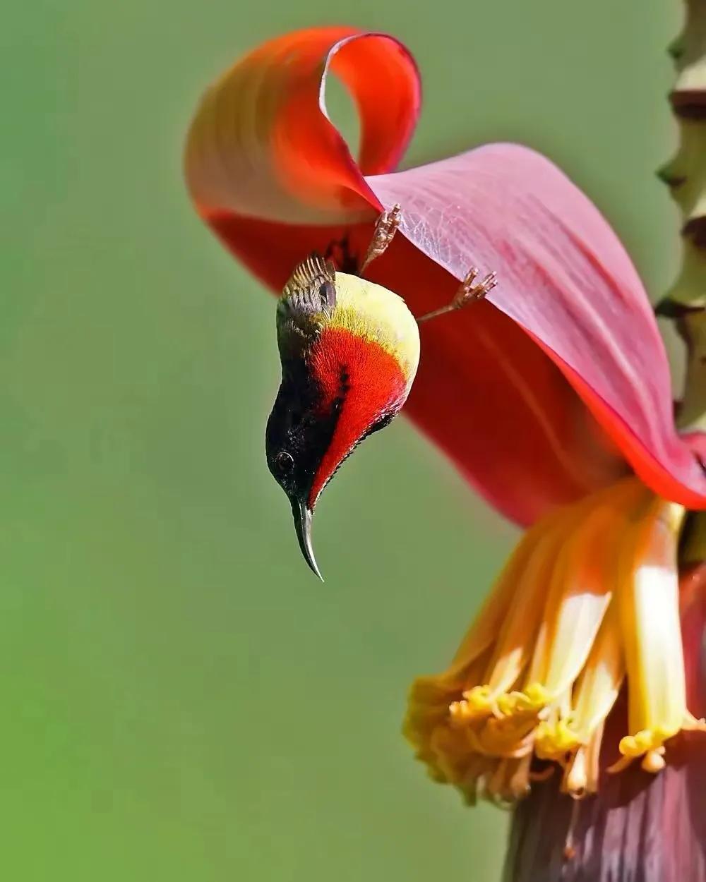 奇怪的小鸟视频,稀奇古怪的鸟