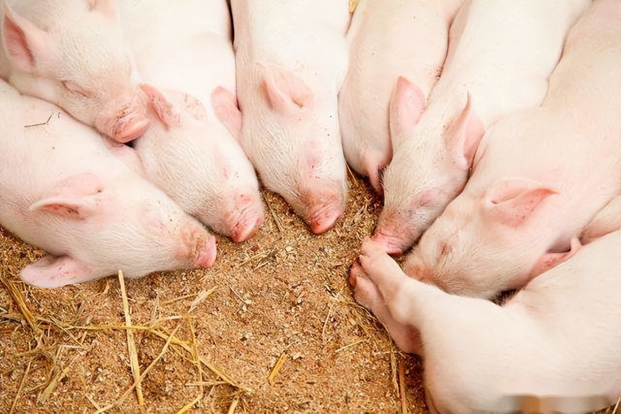 断奶仔猪有应激怎么办,如何减少断奶仔猪应激