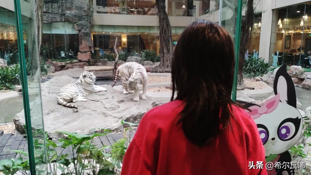 长隆游玩攻略推荐,长隆海洋王国游玩攻略大全视频