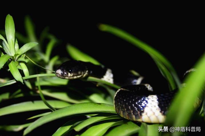 渭南21岁女孩被银环蛇咬死,陕西银环蛇咬伤21岁女子