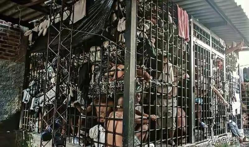 水蛭图像,15张活久见的动物图片