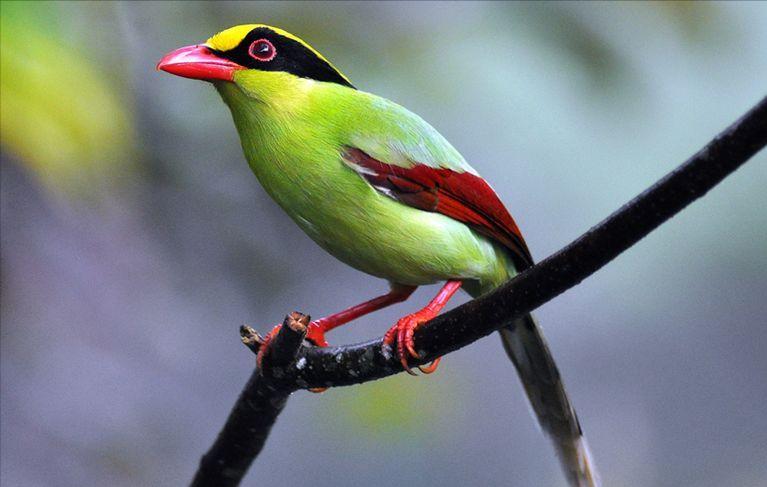 鸟儿大全高清图,高清珍稀鸟动态图片大全