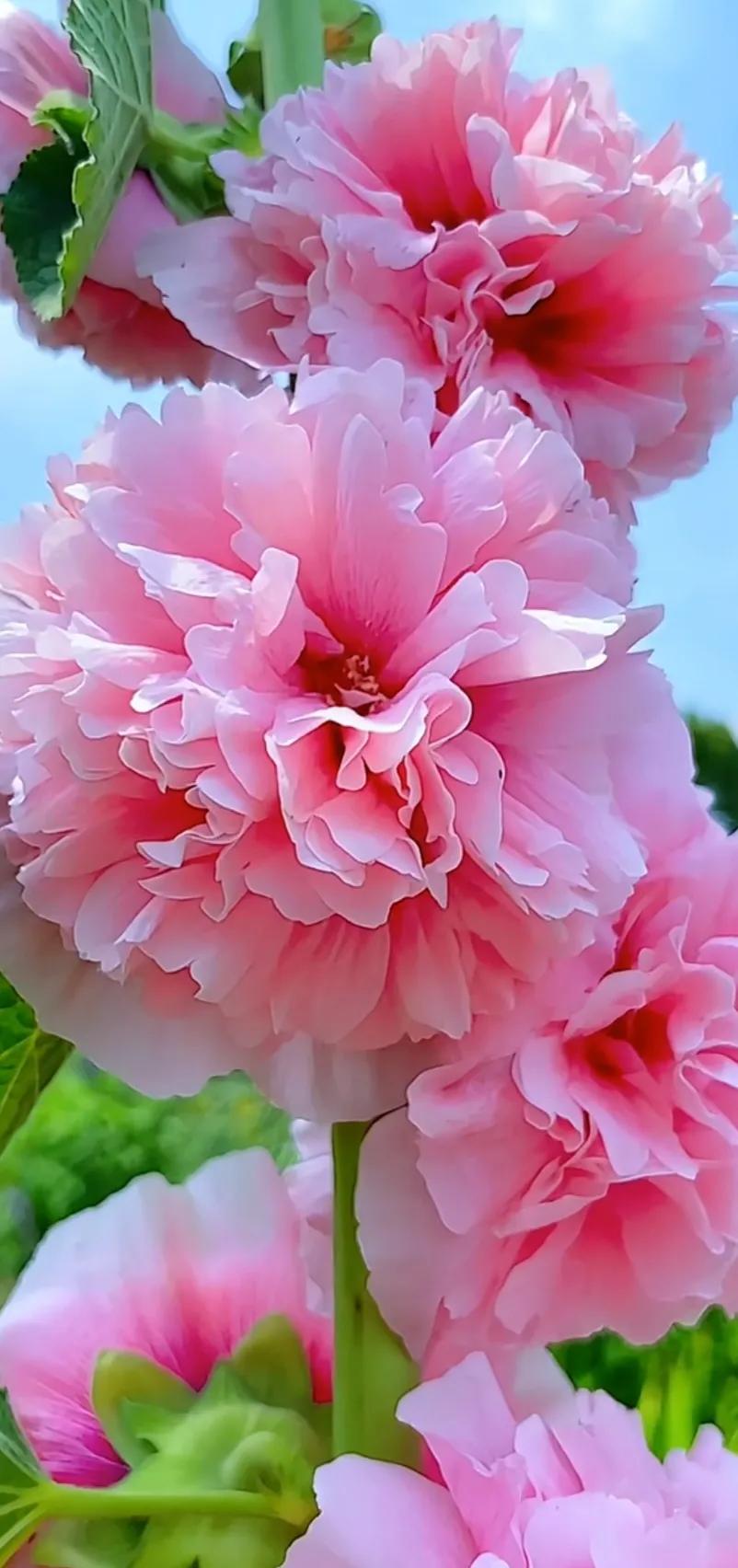 蜀葵花唯美大图片,世上最美的蜀葵花图片图文