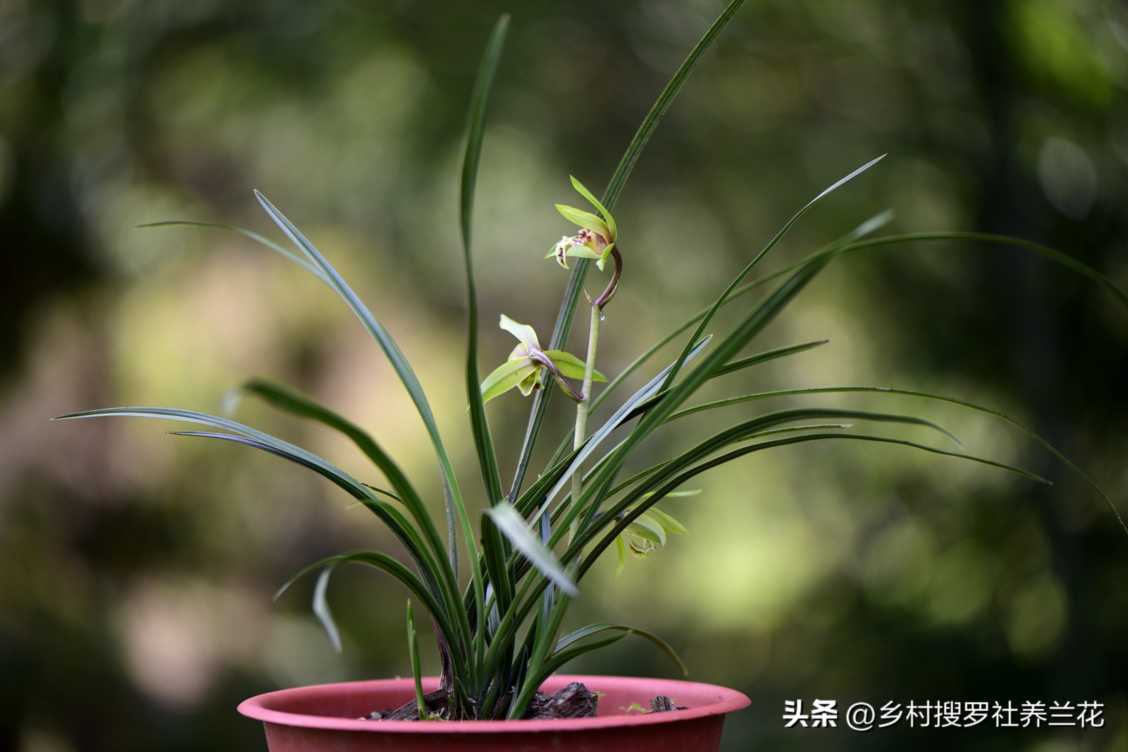 蕙兰盆栽春季养护注意事项有哪些,养蕙兰开花时的最佳方法