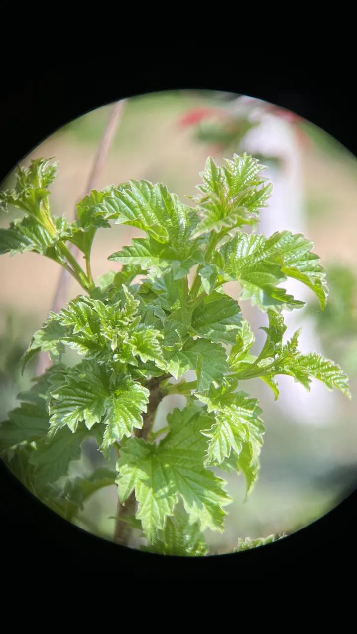 圣途6X24望远镜,圣途望远镜750