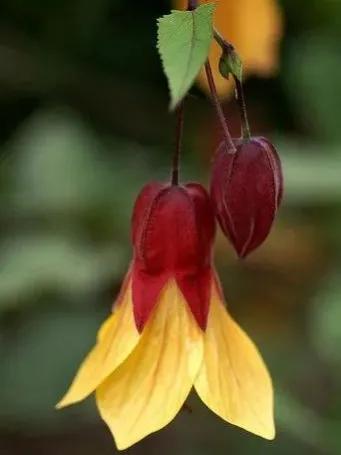 罕见漂亮的鲜花,全球最漂亮的鲜花