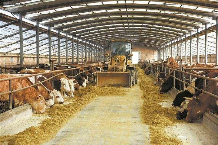 养牛喂草料的方法和技巧视频,小型养牛场喂牛最省事的方法