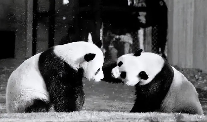 1972年尼克松访华前发生了什么,尼克松访华茅台完整版