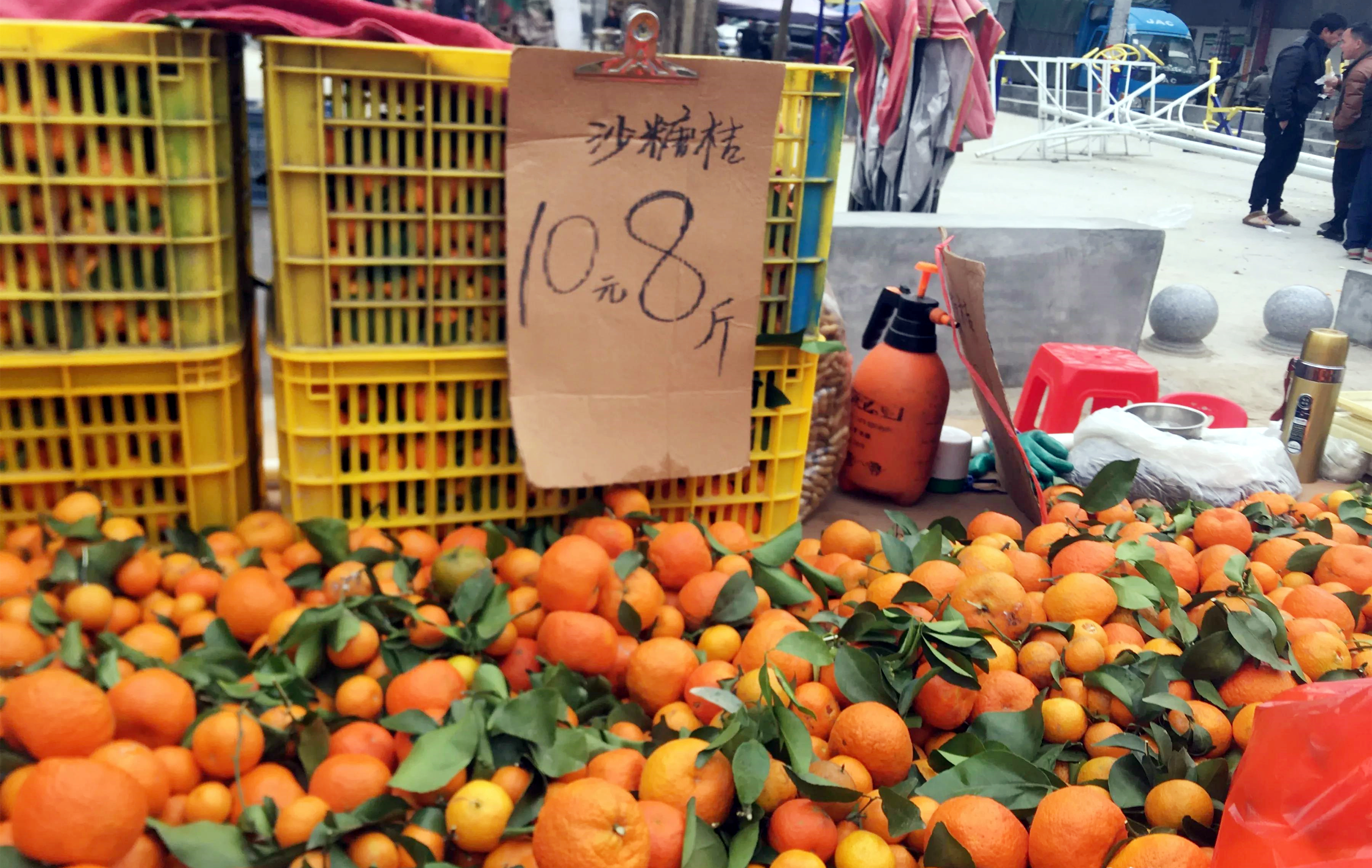 沙糖桔还敢种吗,种沙糖桔技术和视频