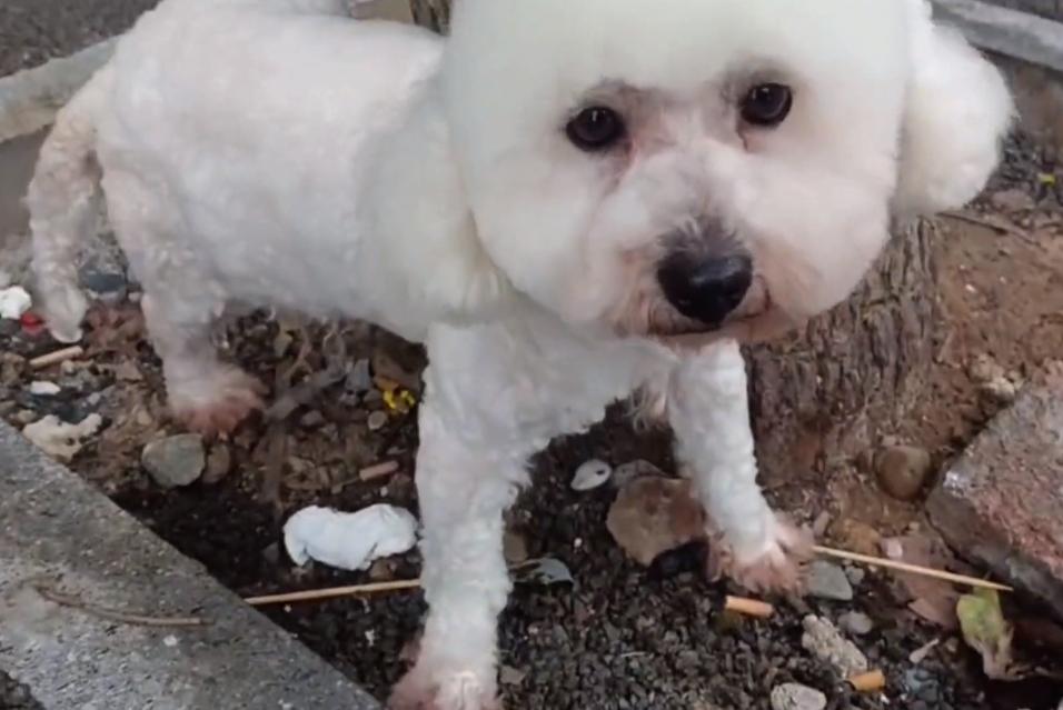 流浪小比熊到宠物店剪毛,在公园给比熊剪毛视频