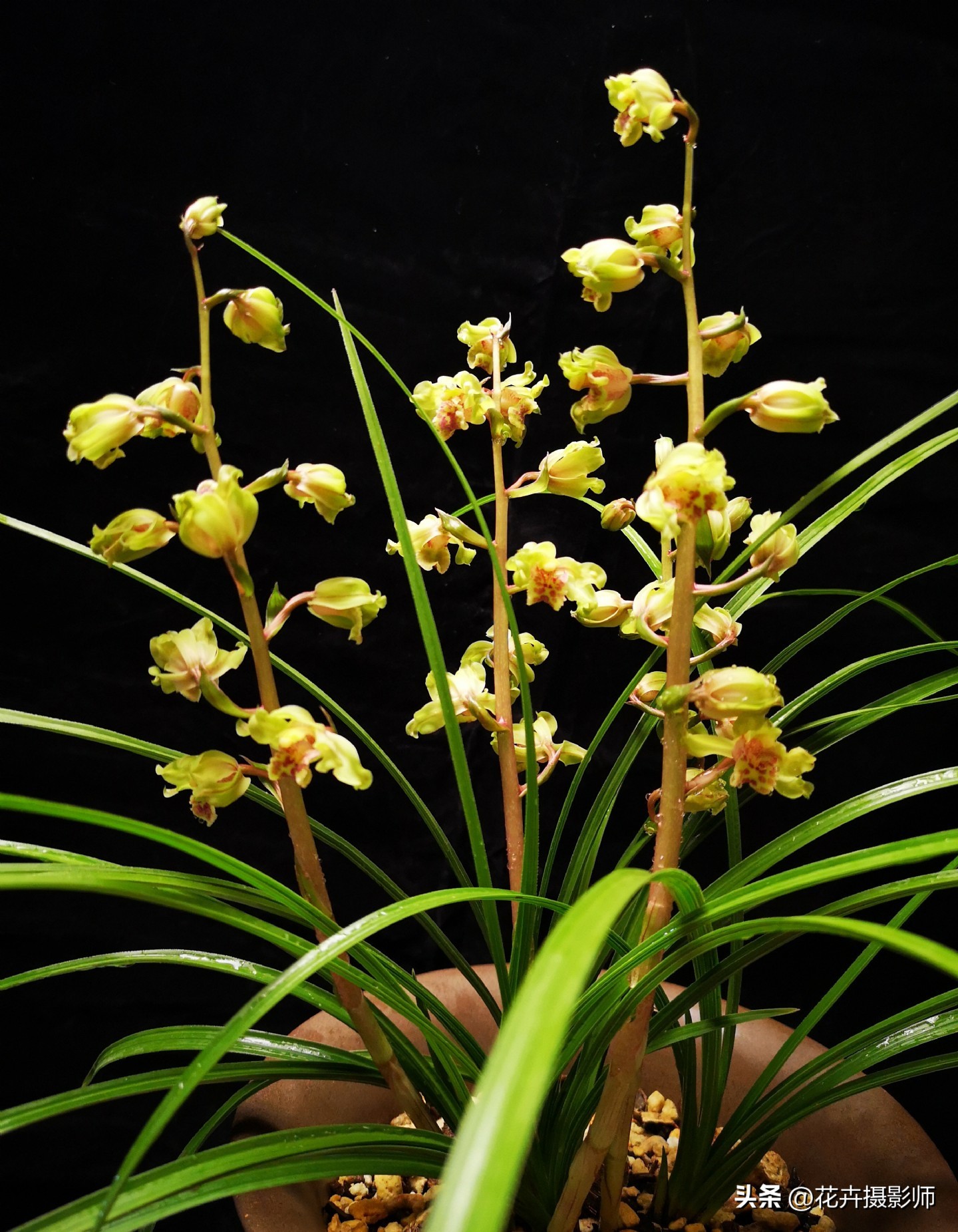 一个老师傅养了一盆兰花,最近很火的奇特兰花