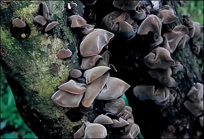 野生木耳与人工种植有什么区别,木耳是咋样种植在树上视频