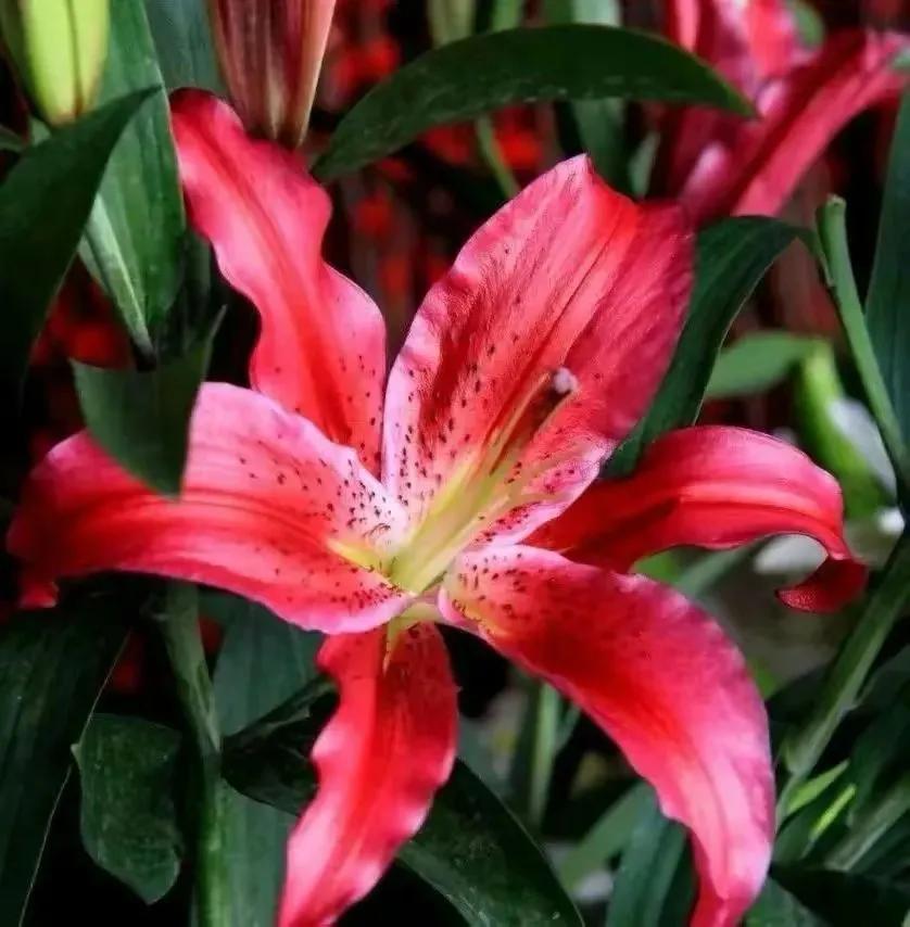 在春暖花开季节遇见浪漫,浪漫总是发生在春暖花开时配音