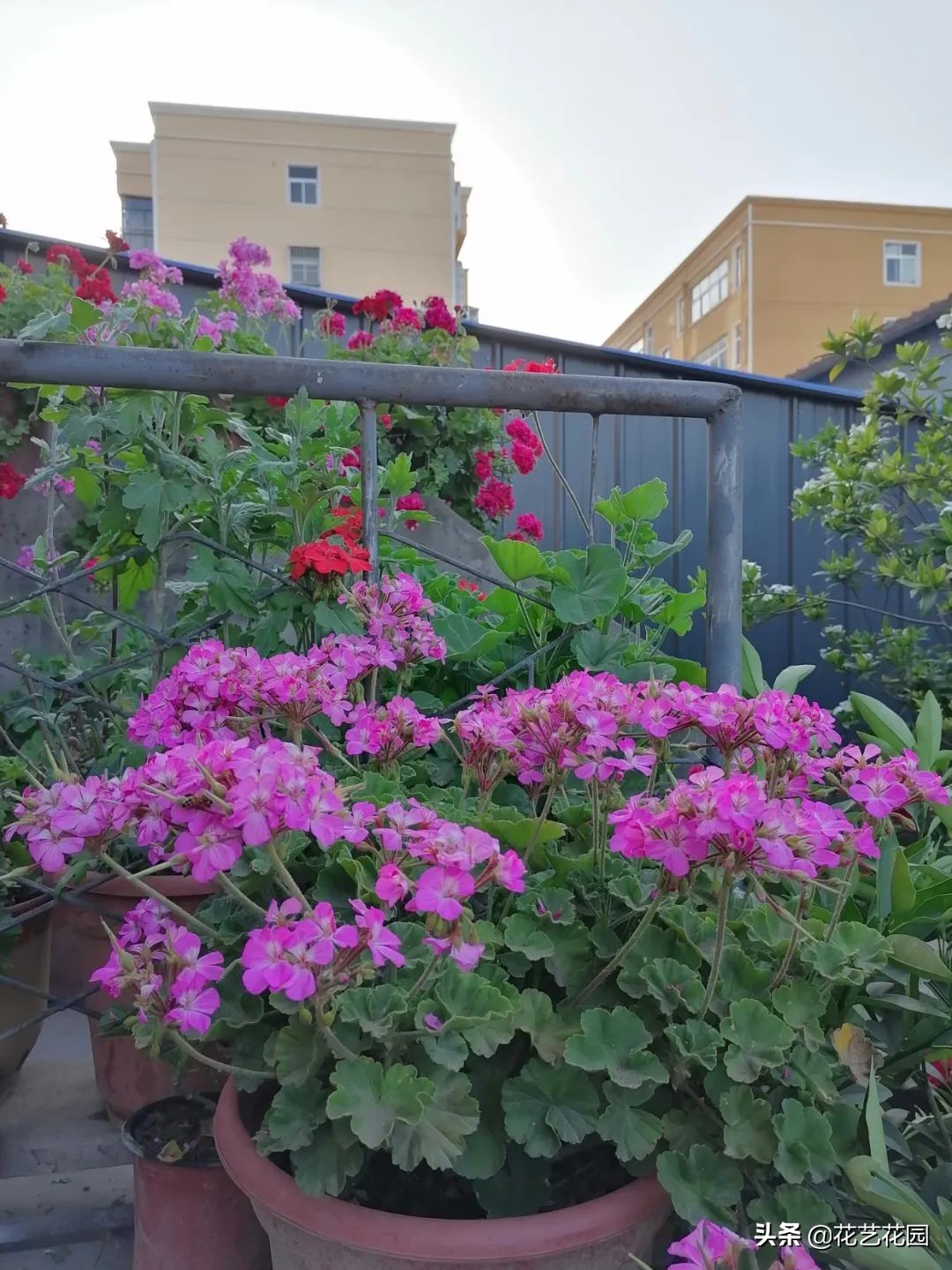 什么花有驱蚊效果适合家里养,驱蚊虫的花适合在室内养的