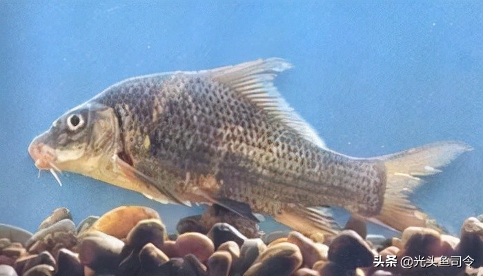 钓鱼钓到保护鱼种放了违法吗,钓鱼犯法的鱼类有哪些种类