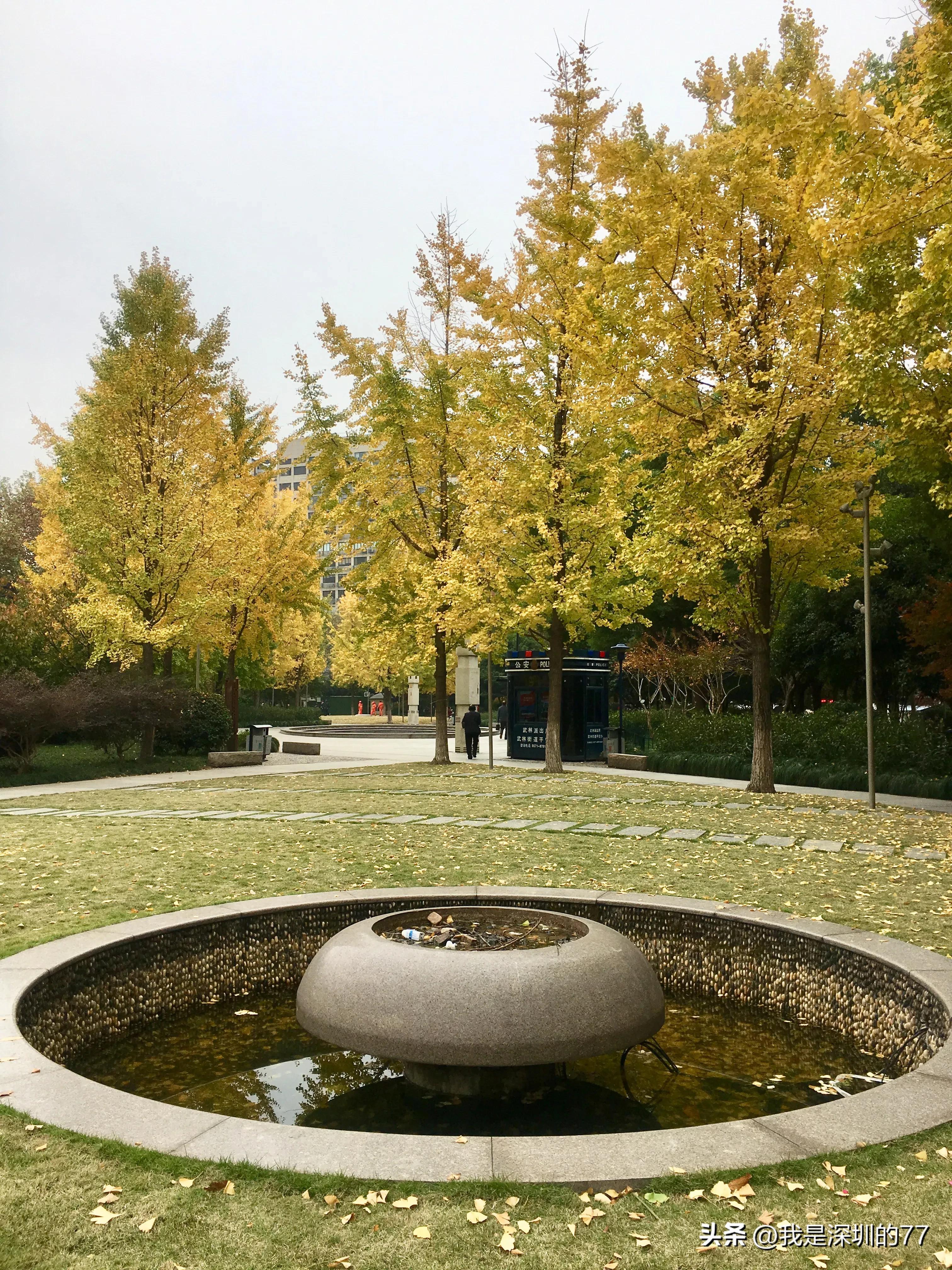 十一月，我在寻找杭州的秋天