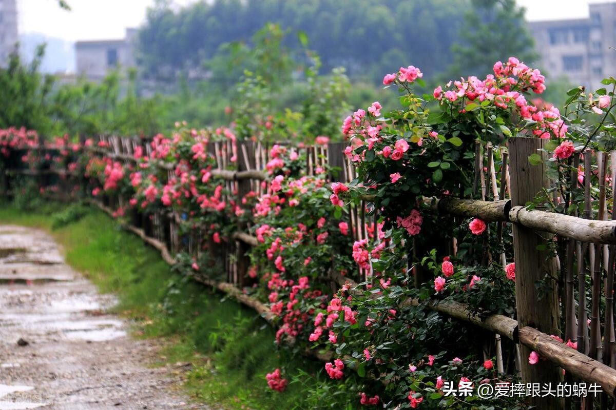 生如夏花灿烂的时候,生如夏花绚烂绽放歌曲视频