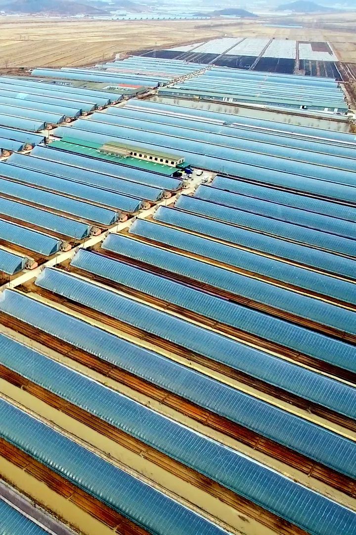 东港草莓,东港草莓新品质