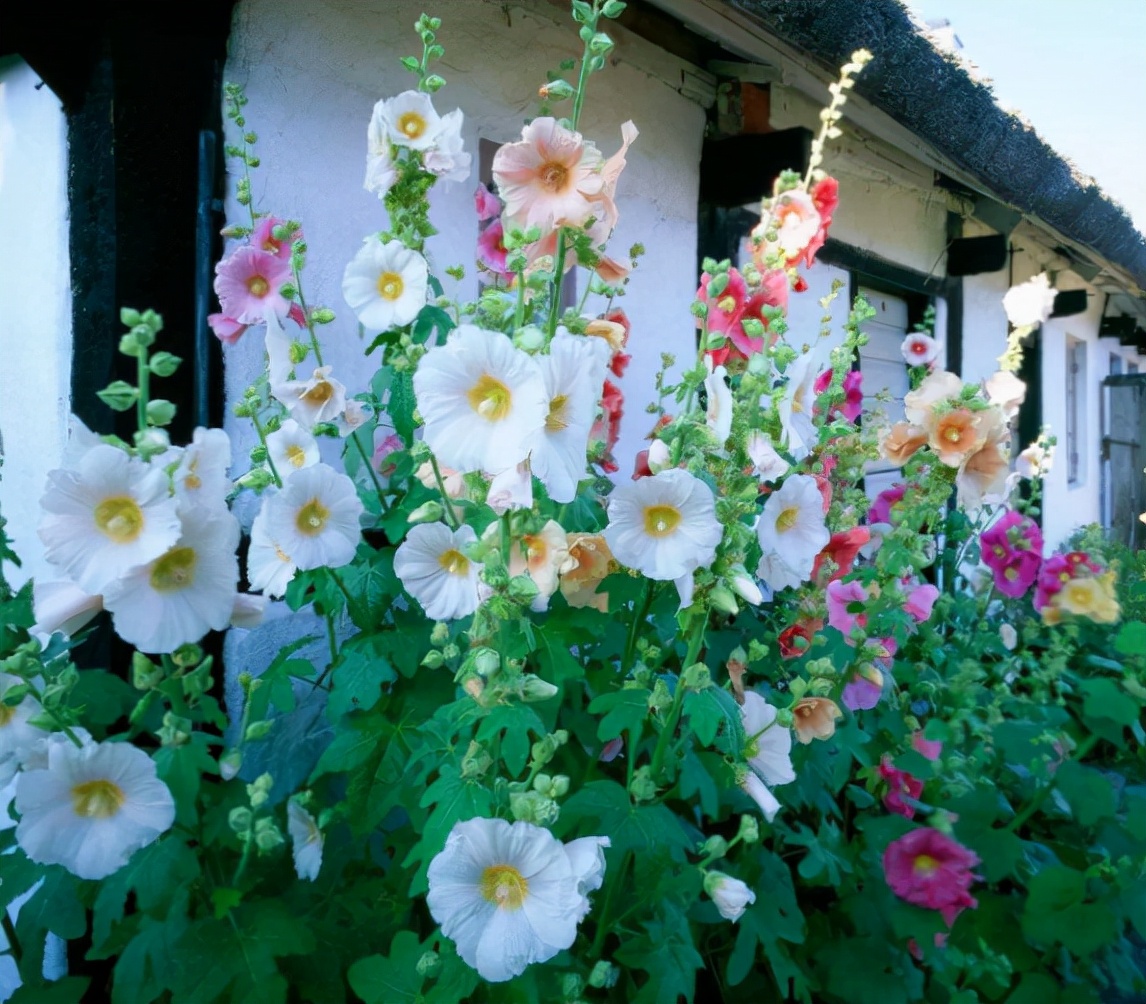 10种春天的花图片,适合春天种夏秋开的花
