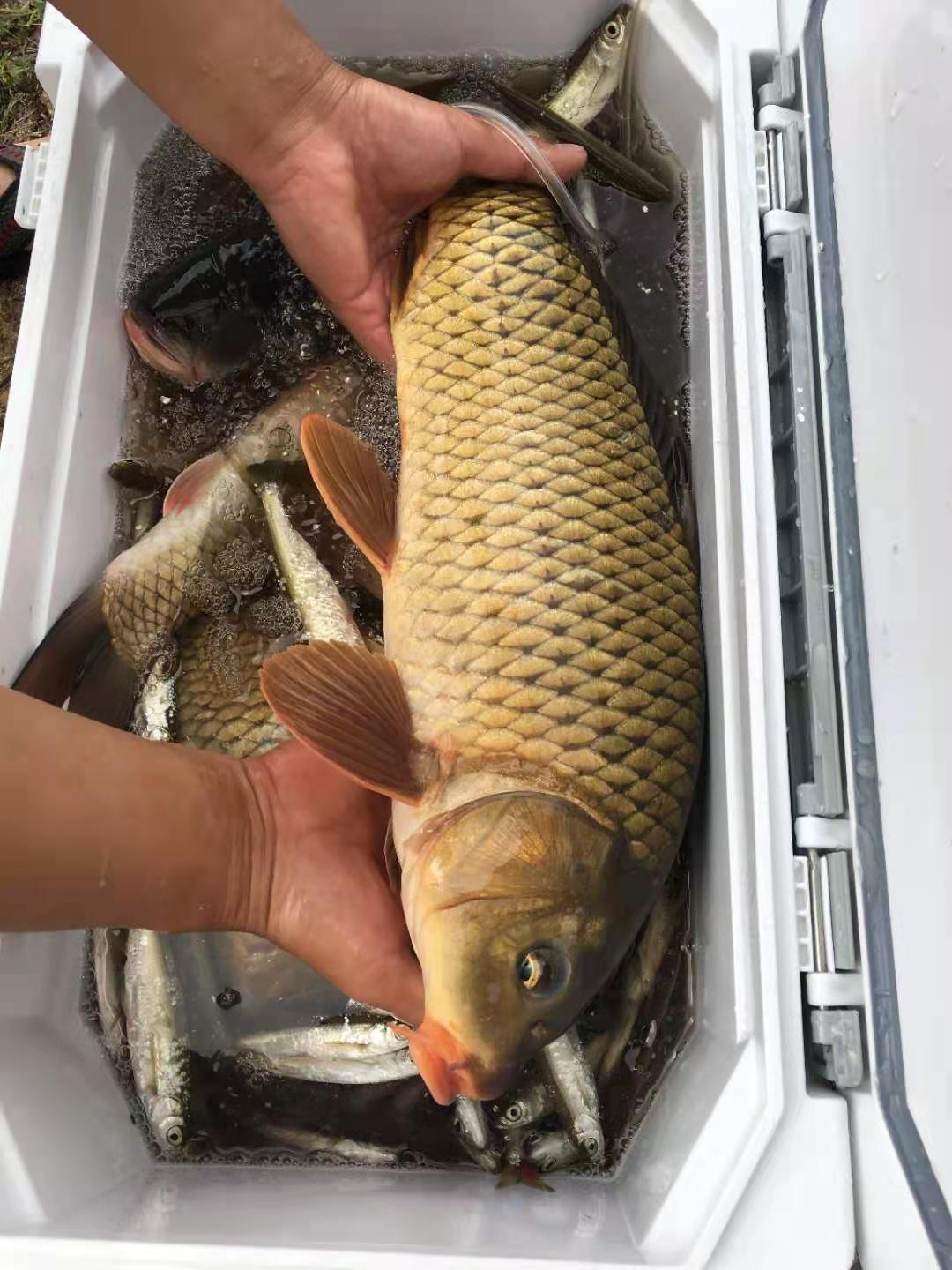 野钓低成本攻略，单次出钓成本不足十元