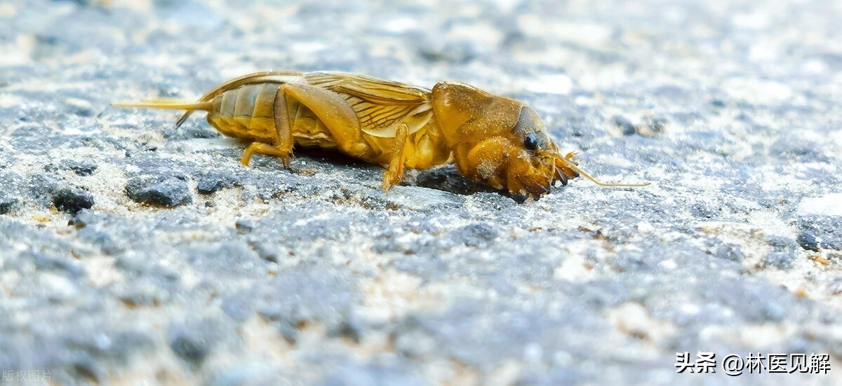 治疗前列腺增生偏方田螺加一物,前列腺增生药物效果怎么样