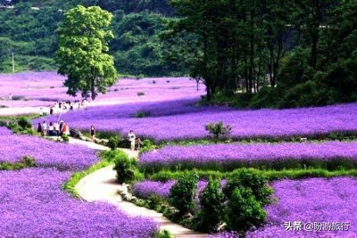 去荔波小七孔旅游攻略,天津到贵州荔波旅游攻略
