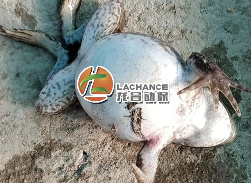 牛蛙腹水病最佳治疗方法,牛蛙腹水病图片大全