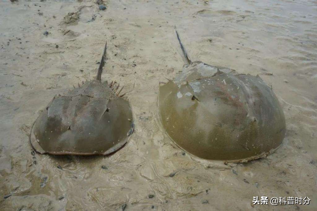 4亿多年蓝色血液引人类陷入绝境,4亿岁生物被疯狂抽血