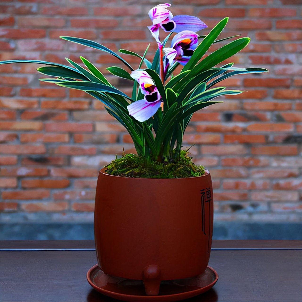 建兰紫月荷是真的吗,建兰紫月荷价格